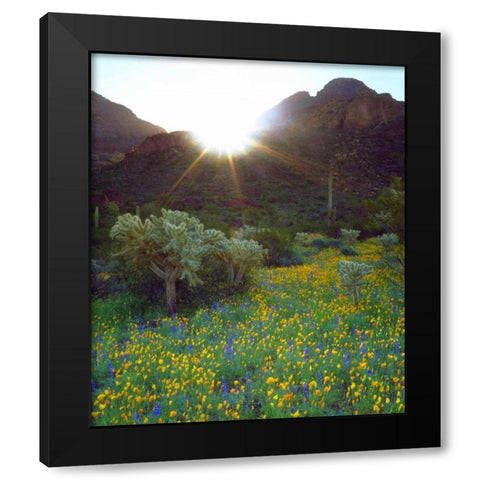 AZ, Organ Pipe Cactus NM Flowers and cacti Black Modern Wood Framed Art Print with Double Matting by Talbot Frank, Christopher