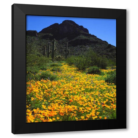 Arizona, Organ Pipe Cactus NM flowers and cacti Black Modern Wood Framed Art Print by Talbot Frank, Christopher