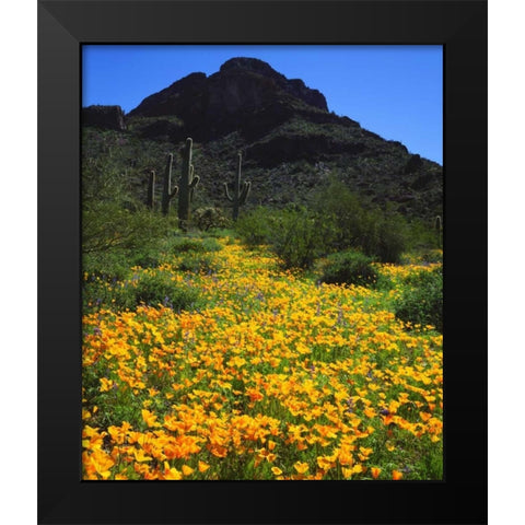 Arizona, Organ Pipe Cactus NM flowers and cacti Black Modern Wood Framed Art Print by Talbot Frank, Christopher
