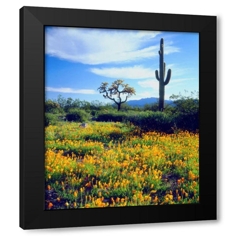 Arizona, Organ Pipe Cactus NM flowers and cacti Black Modern Wood Framed Art Print by Talbot Frank, Christopher