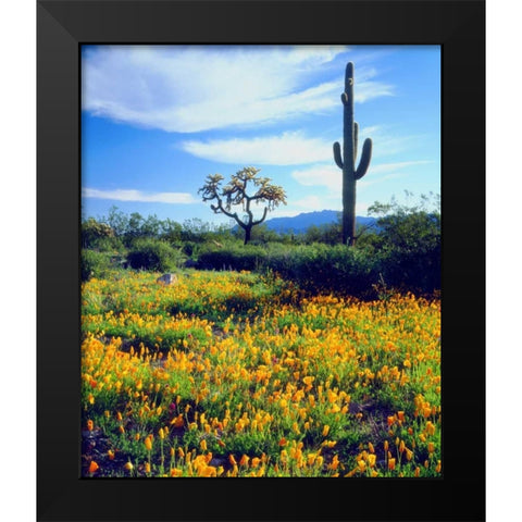 Arizona, Organ Pipe Cactus NM flowers and cacti Black Modern Wood Framed Art Print by Talbot Frank, Christopher