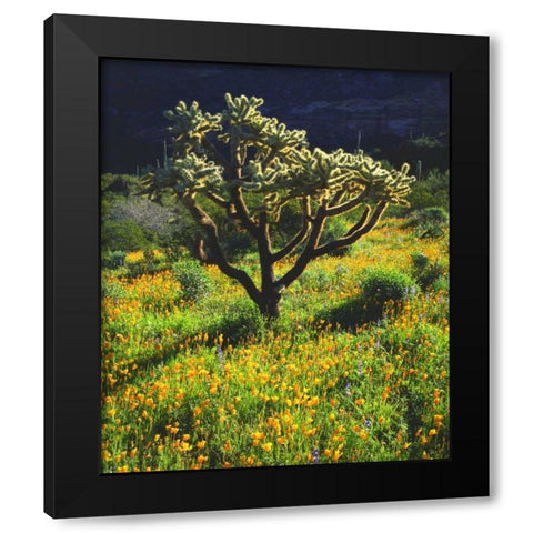 Arizona, Organ Pipe Cactus NM flowers and cacti Black Modern Wood Framed Art Print by Talbot Frank, Christopher