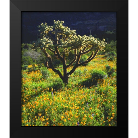 Arizona, Organ Pipe Cactus NM flowers and cacti Black Modern Wood Framed Art Print by Talbot Frank, Christopher
