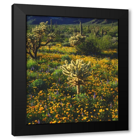Arizona, Organ Pipe Cactus NM flowers and cacti Black Modern Wood Framed Art Print by Talbot Frank, Christopher