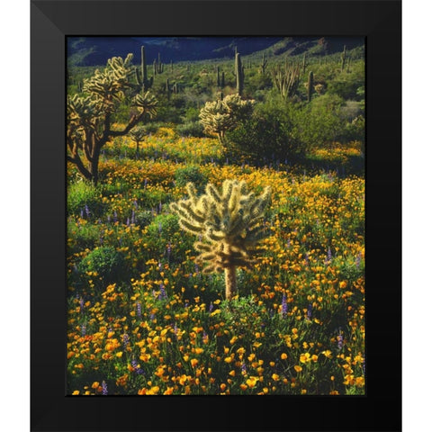 Arizona, Organ Pipe Cactus NM flowers and cacti Black Modern Wood Framed Art Print by Talbot Frank, Christopher