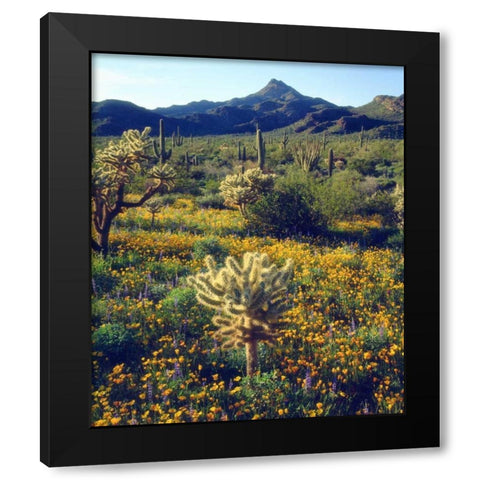 Arizona, Organ Pipe Cactus NM flowers and cacti Black Modern Wood Framed Art Print by Talbot Frank, Christopher