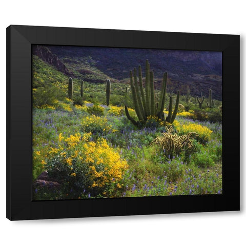 Arizona, Organ Pipe Cactus NM flowers and cacti Black Modern Wood Framed Art Print with Double Matting by Talbot Frank, Christopher