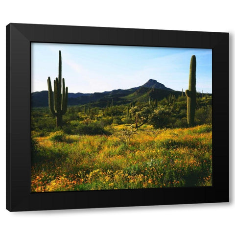 Arizona, Organ Pipe Cactus NM flowers and cacti Black Modern Wood Framed Art Print by Talbot Frank, Christopher