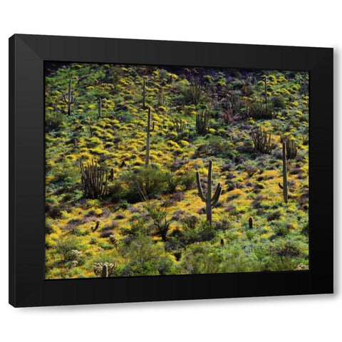 Arizona, Organ Pipe Cactus NM flowers and cacti Black Modern Wood Framed Art Print with Double Matting by Talbot Frank, Christopher