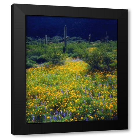 AZ, Organ Pipe Cactus NM flowers and Saguaro Black Modern Wood Framed Art Print by Talbot Frank, Christopher