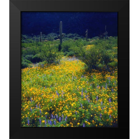 AZ, Organ Pipe Cactus NM flowers and Saguaro Black Modern Wood Framed Art Print by Talbot Frank, Christopher