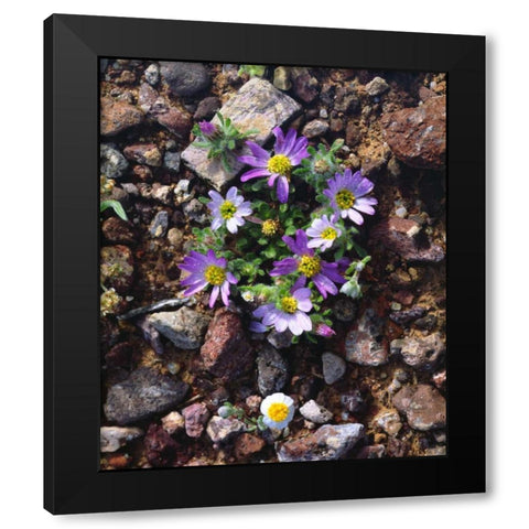 Arizona, Wildflowers in Organ Pipe Cactus NM Black Modern Wood Framed Art Print with Double Matting by Talbot Frank, Christopher