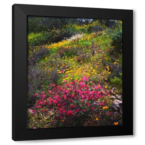 Arizona, Wildflowers in Organ Pipe Cactus NM Black Modern Wood Framed Art Print with Double Matting by Talbot Frank, Christopher