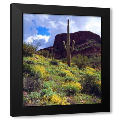 Arizona, Organ Pipe Cactus NM flowers and cacti Black Modern Wood Framed Art Print with Double Matting by Talbot Frank, Christopher