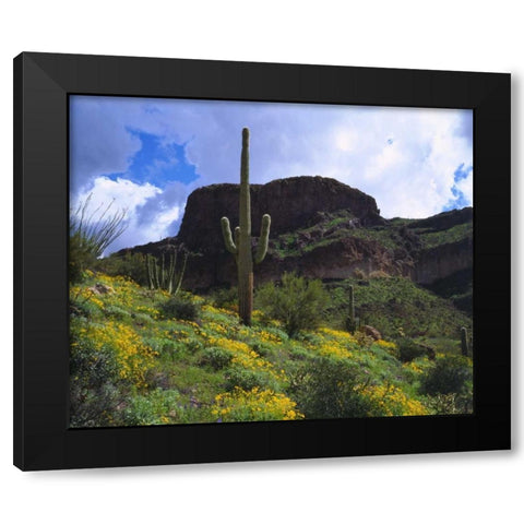 Arizona, Saguaro Cacti in Organ Pipe Cactus NM Black Modern Wood Framed Art Print by Talbot Frank, Christopher