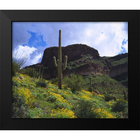 Arizona, Saguaro Cacti in Organ Pipe Cactus NM Black Modern Wood Framed Art Print by Talbot Frank, Christopher