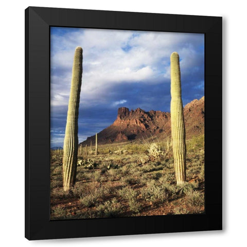 Arizona, Saguaro Cacti in Organ Pipe Cactus NM Black Modern Wood Framed Art Print by Talbot Frank, Christopher