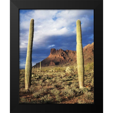 Arizona, Saguaro Cacti in Organ Pipe Cactus NM Black Modern Wood Framed Art Print by Talbot Frank, Christopher