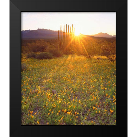 AZ, Organ Pipe Cactus NP, Flowers and cacti Black Modern Wood Framed Art Print by Talbot Frank, Christopher