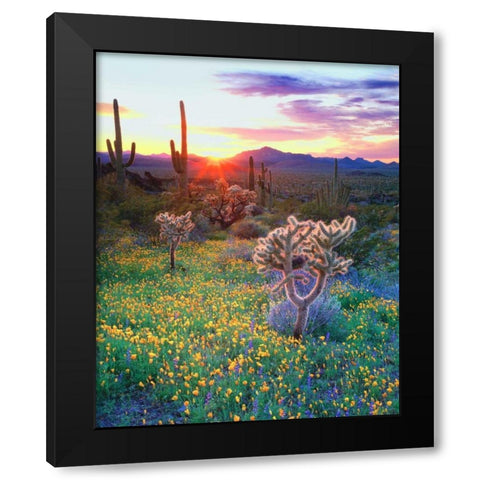 AZ, Organ Pipe Cactus NP, Flowers and cacti Black Modern Wood Framed Art Print by Talbot Frank, Christopher