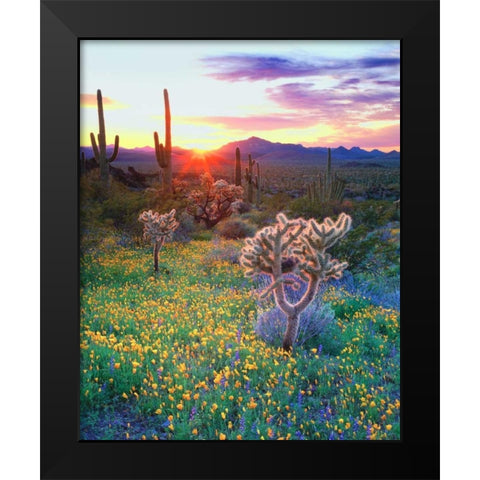 AZ, Organ Pipe Cactus NP, Flowers and cacti Black Modern Wood Framed Art Print by Talbot Frank, Christopher