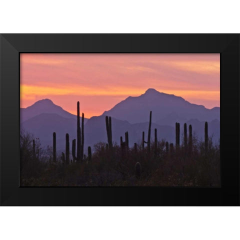 AZ, Saguaro NP, Sonoran Desert Saguaro forest Black Modern Wood Framed Art Print by Illg, Cathy and Gordon