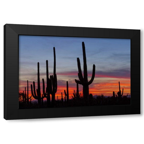 AZ, Sonoran Desert Saguaro cacti and sunset Black Modern Wood Framed Art Print by Illg, Cathy and Gordon