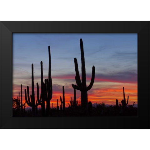 AZ, Sonoran Desert Saguaro cacti and sunset Black Modern Wood Framed Art Print by Illg, Cathy and Gordon