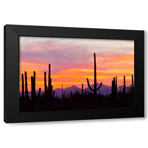 AZ, Sonoran Desert Saguaro cactus at sunset Black Modern Wood Framed Art Print by Illg, Cathy and Gordon