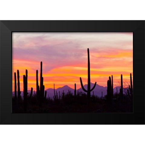 AZ, Sonoran Desert Saguaro cactus at sunset Black Modern Wood Framed Art Print by Illg, Cathy and Gordon