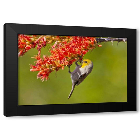 AZ, Sonoran Desert Verdin feeding on ocotillo Black Modern Wood Framed Art Print by Illg, Cathy and Gordon