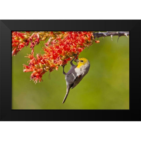 AZ, Sonoran Desert Verdin feeding on ocotillo Black Modern Wood Framed Art Print by Illg, Cathy and Gordon