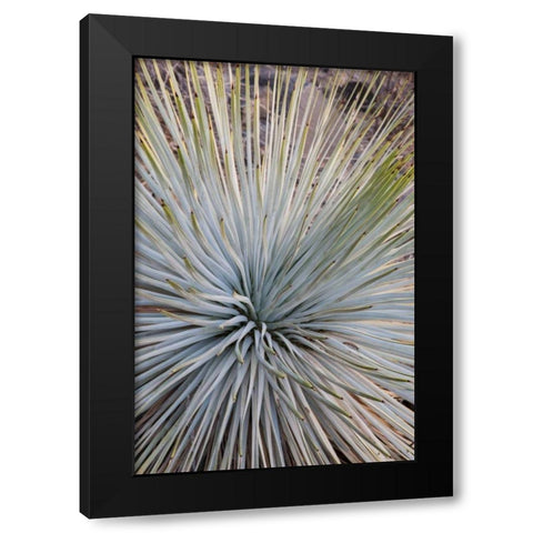 Arizona, Grand Canyon NP Whipples yucca plant Black Modern Wood Framed Art Print with Double Matting by Grall, Don
