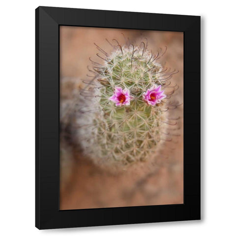 AZ, Grand Canyon, Fishhook cactus with flowers Black Modern Wood Framed Art Print by Grall, Don