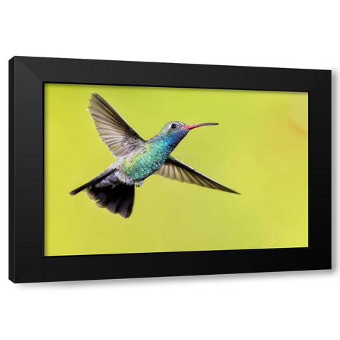 AZ, Madera Canyon Male broad-billed hummingbird Black Modern Wood Framed Art Print by Kaveney, Wendy