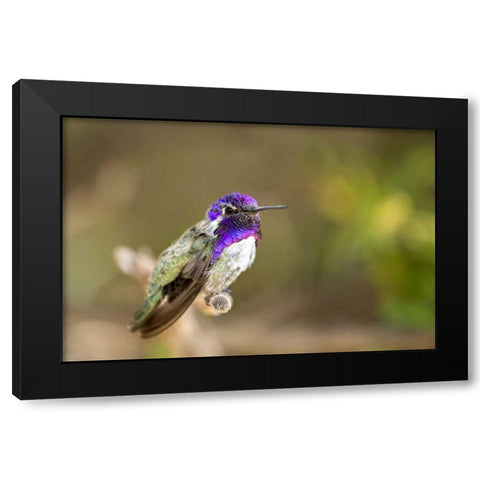 AZ, Tucson Costas hummingbird perched on twig Black Modern Wood Framed Art Print with Double Matting by Kaveney, Wendy