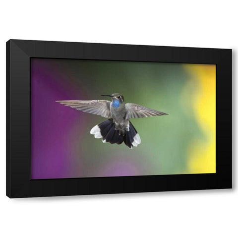 AZ, Madera Canyon Male blue-throated hummingbird Black Modern Wood Framed Art Print by Kaveney, Wendy