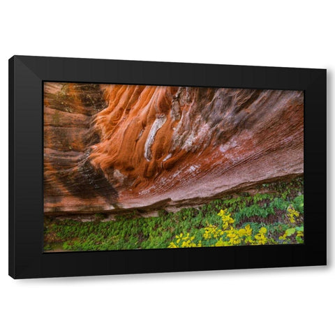 Arizona Hanging Garden in Canyon X Black Modern Wood Framed Art Print with Double Matting by Paulson, Don