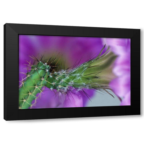 USA, Arizona Cactus with blossom in spring Black Modern Wood Framed Art Print by Rotenberg, Nancy