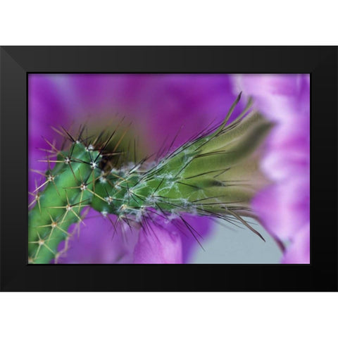 USA, Arizona Cactus with blossom in spring Black Modern Wood Framed Art Print by Rotenberg, Nancy