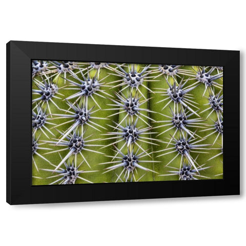 USA, Arizona, Tucson Close-up of a barrel cactus Black Modern Wood Framed Art Print by Paulson, Don