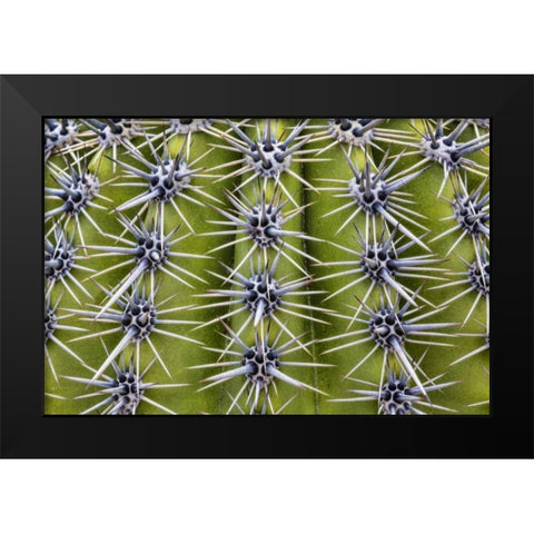 USA, Arizona, Tucson Close-up of a barrel cactus Black Modern Wood Framed Art Print by Paulson, Don