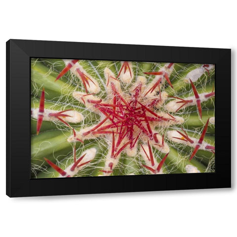Arizona, Tucson Close-up of cactus and thorns Black Modern Wood Framed Art Print with Double Matting by Paulson, Don