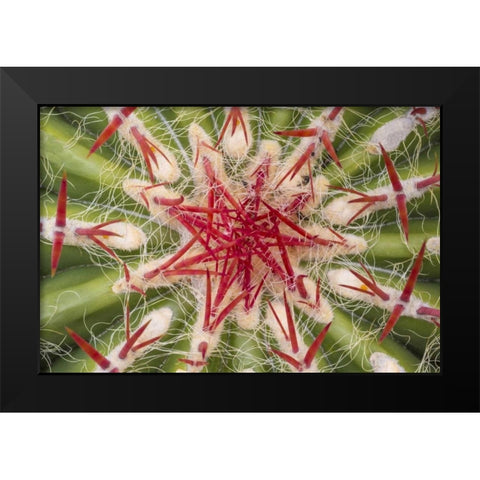 Arizona, Tucson Close-up of cactus and thorns Black Modern Wood Framed Art Print by Paulson, Don