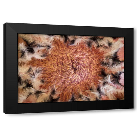 USA, Arizona, Tucson Close-up of a Protea bloom Black Modern Wood Framed Art Print by Paulson, Don