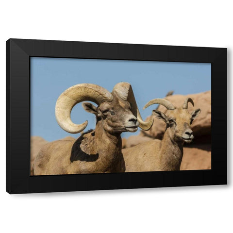 Arizona, Sonoran Desert Desert bighorns Black Modern Wood Framed Art Print with Double Matting by Illg, Cathy and Gordon