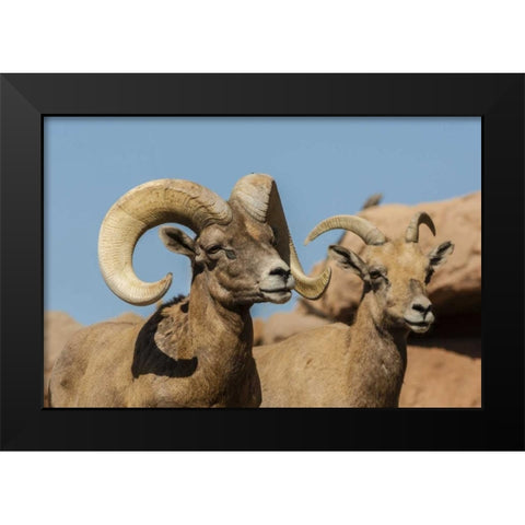 Arizona, Sonoran Desert Desert bighorns Black Modern Wood Framed Art Print by Illg, Cathy and Gordon