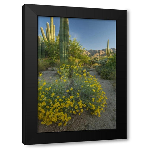 Arizona, Coronado NF Saguaros and paper flowers Black Modern Wood Framed Art Print with Double Matting by Illg, Cathy and Gordon