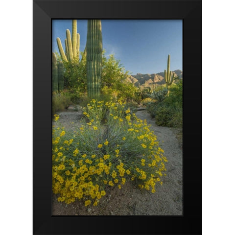 Arizona, Coronado NF Saguaros and paper flowers Black Modern Wood Framed Art Print by Illg, Cathy and Gordon