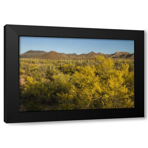 USA, Arizona, Saguaro NP Desert landscape Black Modern Wood Framed Art Print with Double Matting by Illg, Cathy and Gordon